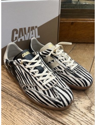 PULSE ZEBRA OBESSION